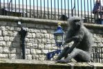 PICTURES/Tower of London/t_Zoo Baboon2.JPG